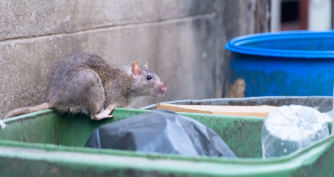 Hantavirus debate reignited by Atlantic cruise-ship case — but WHO's working hypothesis is pre-boarding infection, not HVAC spread